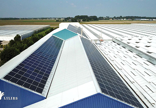 Zonnepanelen op Paauw Lilies
